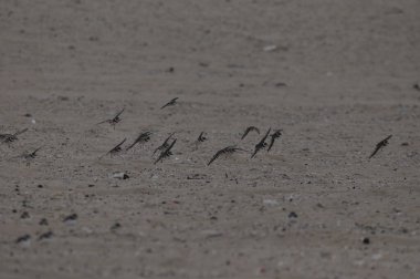 Küçük bir kuş sürüsü şafak vakti kumlu bir bölgeden havalanıyor. Yumuşak ışık farklı yönlere uçarken tüylerini aydınlatır ve doğanın canlı bir manzarasını yaratır..