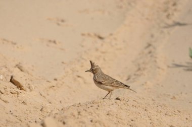 Ayırt edici bir armaya sahip küçük bir kuş kumlu arazi boyunca yürür, güneşin altındaki doğal ortamında yiyecek arar. Sahne, sakin bir manzarada vahşi yaşamın özünü yakalıyor..