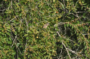 Küçük bir kuş, yoğun yeşil yapraklar ve biraz böğürtlenlerle çevrili bir dalda oturur. Sahne güneşli bir günde doğanın güzelliğini yakalar, kuşun yaşam alanını gözler önüne serer..