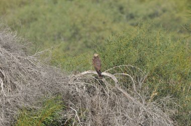 Kel bir kartal, yemyeşil bitkilerle çevrili bir dala dikkat eder. Sahne, gündüz vakti sakin bir ortamda vahşi hayatın özünü yakalıyor..