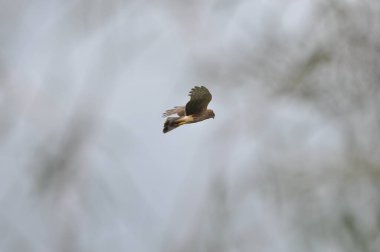 Kahverengi bir şahin havada zarif bir şekilde süzülür, kanatlarını açarak, yumuşak bulutların ve doğal bitkilerin arasında. Sahne bir özgürlük anını yakalar..