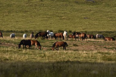 Büyük bir grup at güneşli bir öğleden sonra yeşil bir çayırda huzur içinde otluyor. Atlar çeşitli renkler sergiliyor, açık alandaki sükunetin tadını çıkarıyorlar..