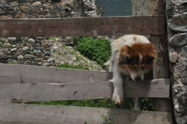 Meraklı bir köpeğin kırsal bir bölgede ahşap bir çitin üzerinde gerindiği görülüyor. Arka planda taş kalıntıları ve yemyeşil alanlar yer alıyor. Sahne, doğadaki huzurlu bir anı yakalar..