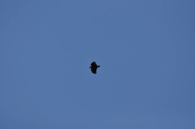 Güneşli bir günde bir kuş zarif bir şekilde açık mavi gökyüzünde süzülür. Sahne, doğanın huzurunu ve yukarıda uçan vahşi yaşamın özgürlüğünü yakalıyor..