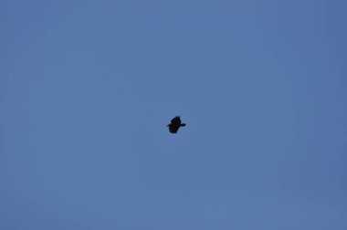 Görkemli bir kuş zarif bir şekilde mavi gökyüzünde süzülüp kanatlarını sergiliyor. Sahne, manzaranın üzerinde bir huzur ve özgürlük anı yakalıyor..