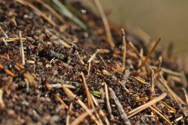 Büyük bir grup karınca aktif olarak bir ormanda tepeciklerinin etrafında hareket ediyor. Toprak toprak, dal ve temiz bir gökyüzünün altında küçük çimen parçalarıyla kaplıdır..