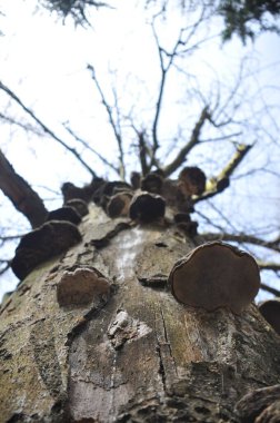 Manzara farklı mantarlarla kaplı gövdesi olan uzun bir ağacı gösteriyor. Dallar bulutlu bir gökyüzüne doğru uzanıyor, doğanın esnekliğini vurguluyor..