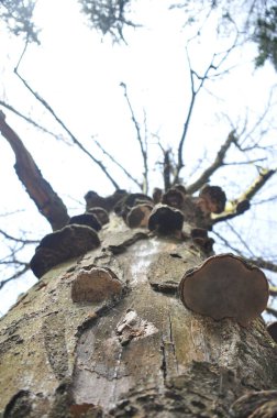 Uzun bir ağaç gövdesi, parlak bir gökyüzüne doğru uzanan çeşitli mantarlarla kaplıdır. Dallar çıplak görünüyor, sakin bir orman atmosferini ortaya çıkarıyor..