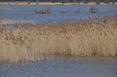 Dalgalar gölün yüzeyinde hafifçe dalgalanır. Rüzgarda sallanan uzun otlar, sakin bir manzaradaki ilkbaharın sakin güzelliğini vurgular..