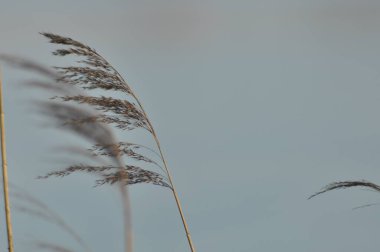 Uzun sazlıklar, sakin bir gölün kenarındaki meltemde usulca sallanıyor. Yukarıda açık mavi gökyüzü ve sahneyi çevreleyen huzurlu bir atmosfer var..