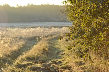 Yumuşak sabah ışığı, sakin bir kırsal alanda süzülen serin ve soğuk bir yolu vurgular. Ağaçlar, doğanın şafakta uyandığı sahneyi çerçeveler..
