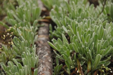 Ağaç bir kütüğe yakın büyüyen yemyeşil bitkilerin üzerinde sabah çiyleri parlar. Sahne doğanın barışçıl güzelliğini yakalıyor, şafağın tazeliğini vurguluyor..