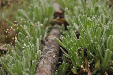 Taze yeşil bitkiler doğal ortamdaki yıpranmış odunların yanında gelişir. Yapraklara yapışmış yağmur damlaları yeni yağdığını gösteriyor. Sahne doğanın güzelliğini yakalar..