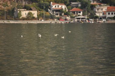 Martılar hoş bir sahil köyünün yakınındaki sakin sularda zarifçe yüzerler. Huzurlu sahne, temiz bir gökyüzünün altında kıyı şeridini noktalayan evleri gösteriyor..