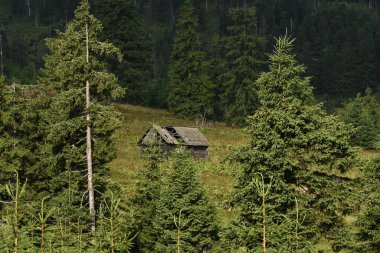 Yoğun bir ormanın ortasında uzun ve yeşil ağaçlarla çevrili bir köy kulübesi sessizce duruyor. Huzurlu dağ manzarası bir sakinlik ve yalnızlık hissini yansıtır..