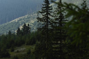 Uzun çam ağaçları ve dalgalı tepelerin yer aldığı yoğun yeşil orman, sabah erken saatlerde dağlık bir bölgede sakin bir atmosfer yaratır..