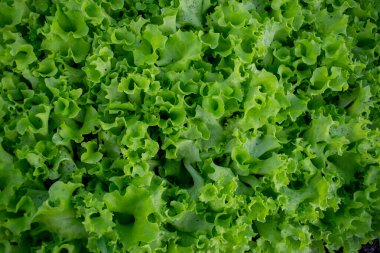 Bir serada büyüyen bir sera yatağı.