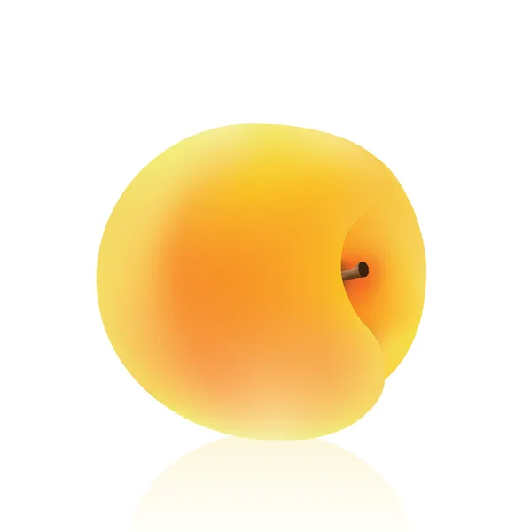 Design réaliste abricot — Image vectorielle