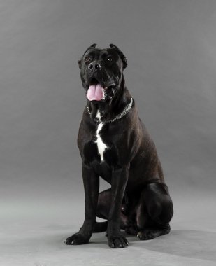 İtalyan cane corso