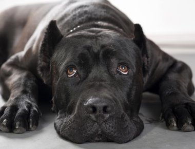 İtalyan cane corso