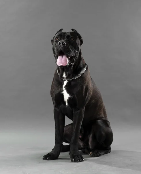 İtalyan cane corso — Stok fotoğraf