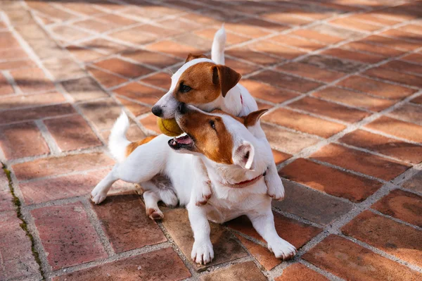 Jack Russell Terrier Fotografia Stock