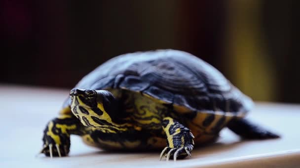 Sköldpadda — Stockvideo
