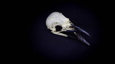 skull of a raven, on a black background. animal skull.