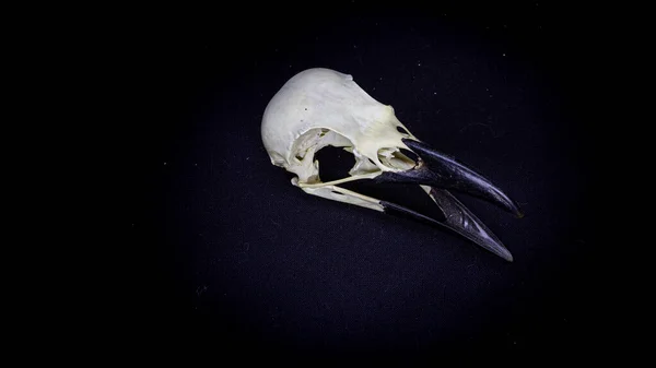 Skull of a raven, on a black background. animal skull. — Stockfoto