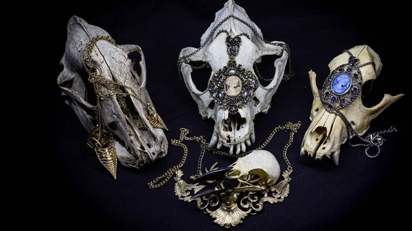 three skulls of different dogs and a raven skull with various vintage pendants and other ornaments isolated on a black background. Animal skulls.