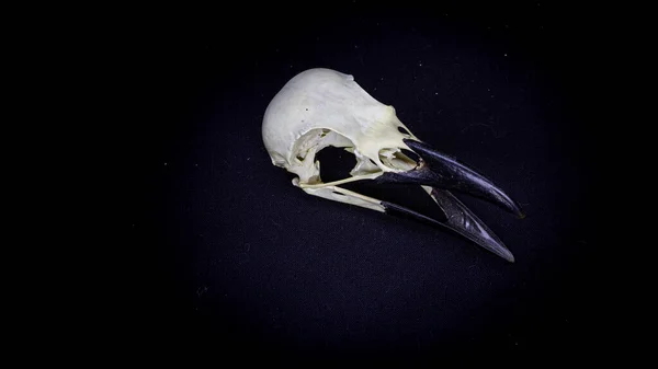 Skull of a raven, on a black background. animal skull. 로열티 프리 스톡 이미지