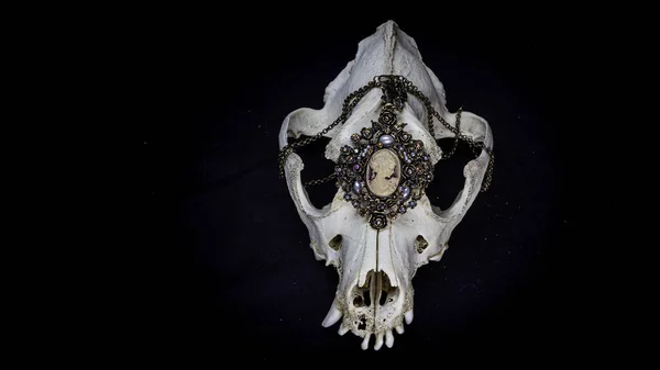 다양 한 빈티지 보석 과 다른 장식들이 있는 개의 해골 이 검은 배경에 따로 떨어져 있었다. 동물의 두개골. 스톡 이미지