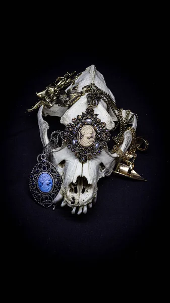 다양 한 빈티지 보석 과 다른 장식들이 있는 개의 해골 이 검은 배경에 따로 떨어져 있었다. 동물의 두개골. 스톡 사진