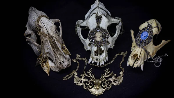 서로 다른 개들로 이루어진 세 개의 두개골 과 다양 한 빈티지 펜던트와 다른 장식들이 있는 까마귀의 두개골 이 검은 배경에서 분리되어 있다. 동물의 두개골. 로열티 프리 스톡 사진