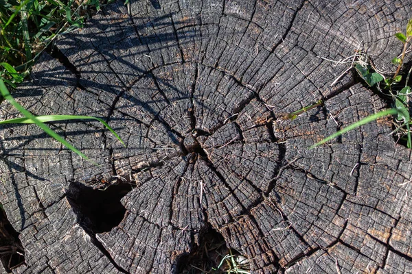 Die Textur einer Säge, die von einem alten getrockneten Baum geschnitten wird — Stockfoto