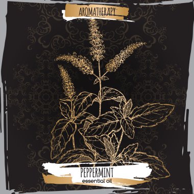 Zarif dantel siyah ve altın zemin üzerine nane kroki.