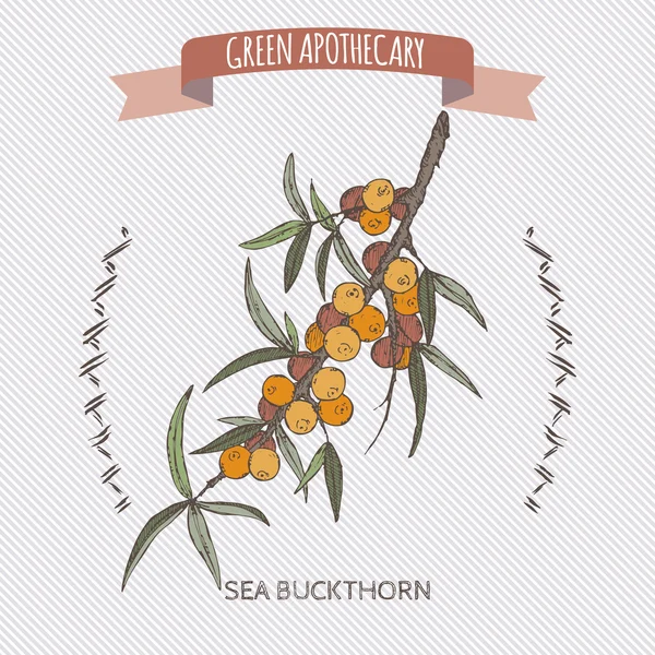 Common sea buckthorn color sketch. — Stock Vector