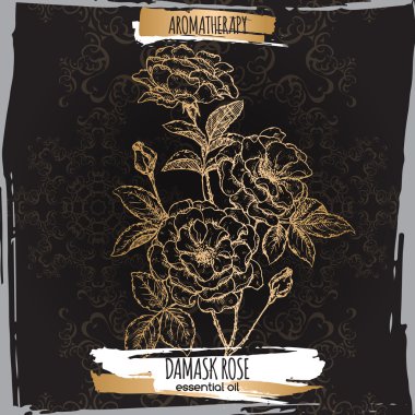 Zarif siyah dantel zemin üzerine Şam rose kroki.