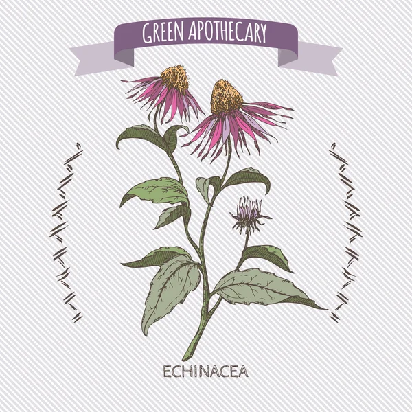 Couleur Echinacea aka violet échinacée croquis . — Image vectorielle