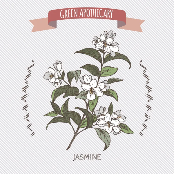 Kleur Jasminum officinale aka gemeenschappelijk jasmine schets. — Stockvector