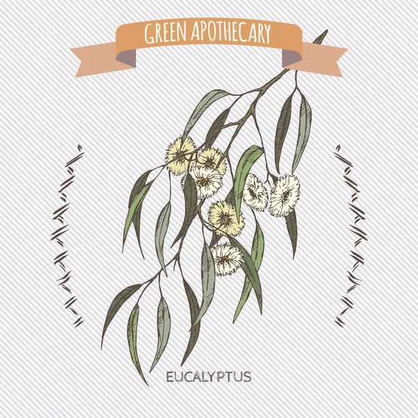 Renk eucalyptus globulus aka Mavi sakız kroki.