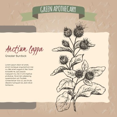 Arctium fındık aka büyük dulavratotu kroki.