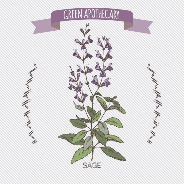 Renk Ada çayı aka ortak adaçayı kroki.