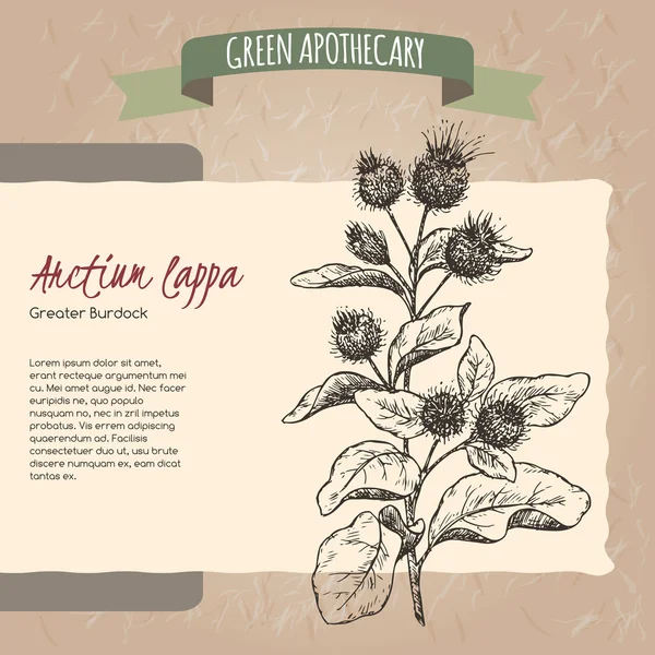 Arctium lappa aka grote klit sketch. — Stockvector