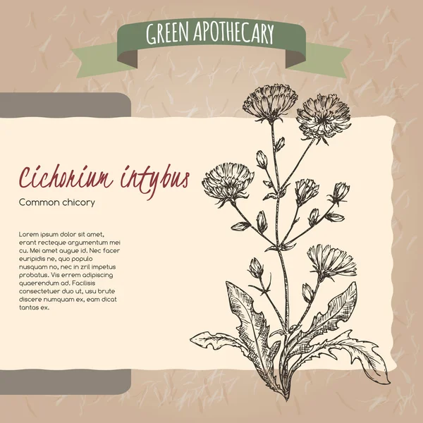 Cichorium intybus 일명 일반적인 치 코리 스케치. — 스톡 벡터