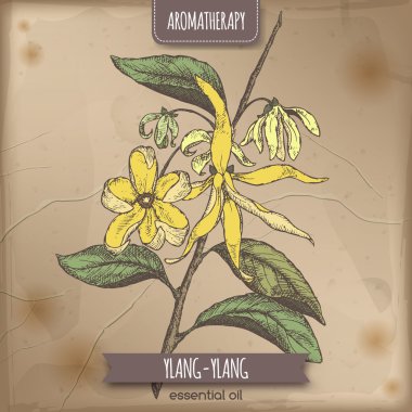 Cananga odorata aka ylang-ylang Renk eskiz vintage kağıt üzerinde