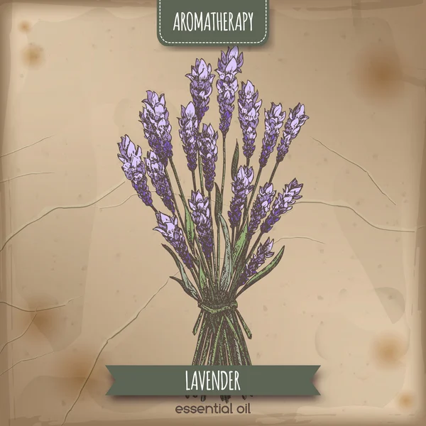 Lavendel kleur schets op vintage papier achtergrond. — Stockvector