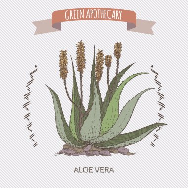 Renk Aloe Vera çiçek ve bitki kroki. 