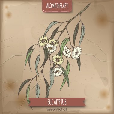 Eucalyptus globulus kroki vintage kağıt arka plan üzerinde renkli
