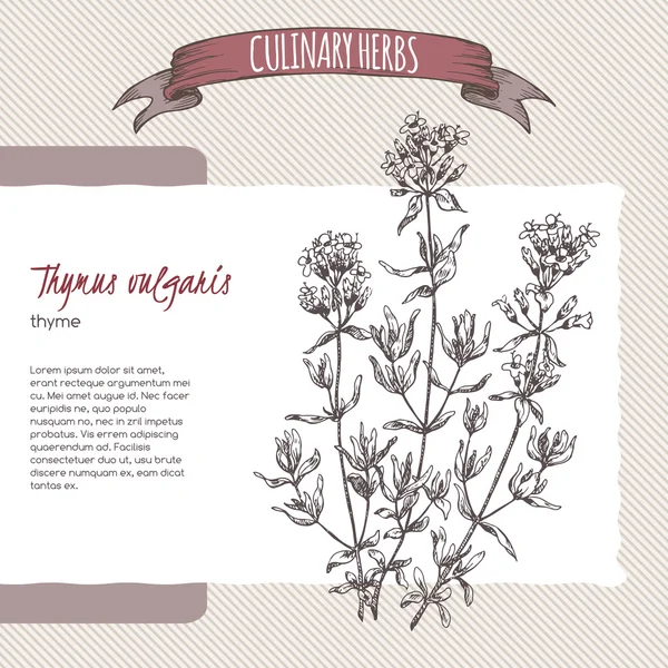 Thymus vulgaris aka Thyme vetor desenhado à mão esboço . — Vetor de Stock